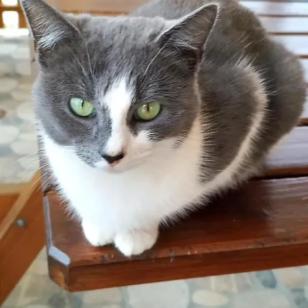 Ana Dom wakacyjny Muntele Rece